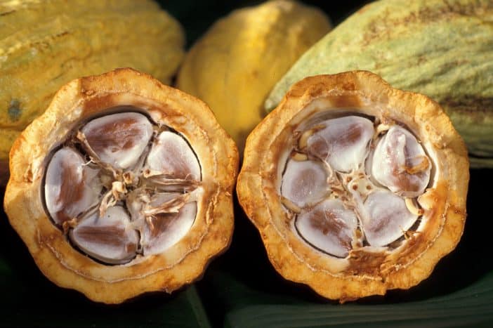 Mua bột ca cao nguyên chất ở đâu, công dụng của cacao đối với sức khỏe như thế nào, cách dùng bột ca cao nguyên chất cần chú ý những gì?