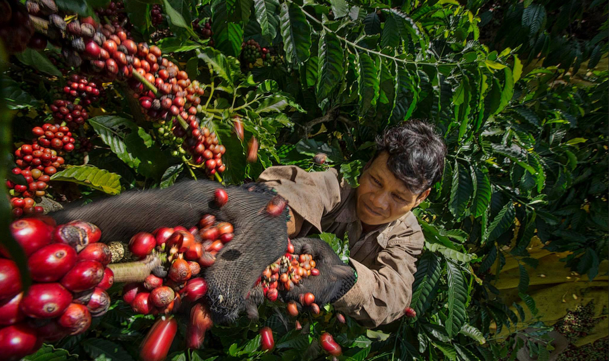 Advantages of Choosing a Coffee OEM Company in Vietnam