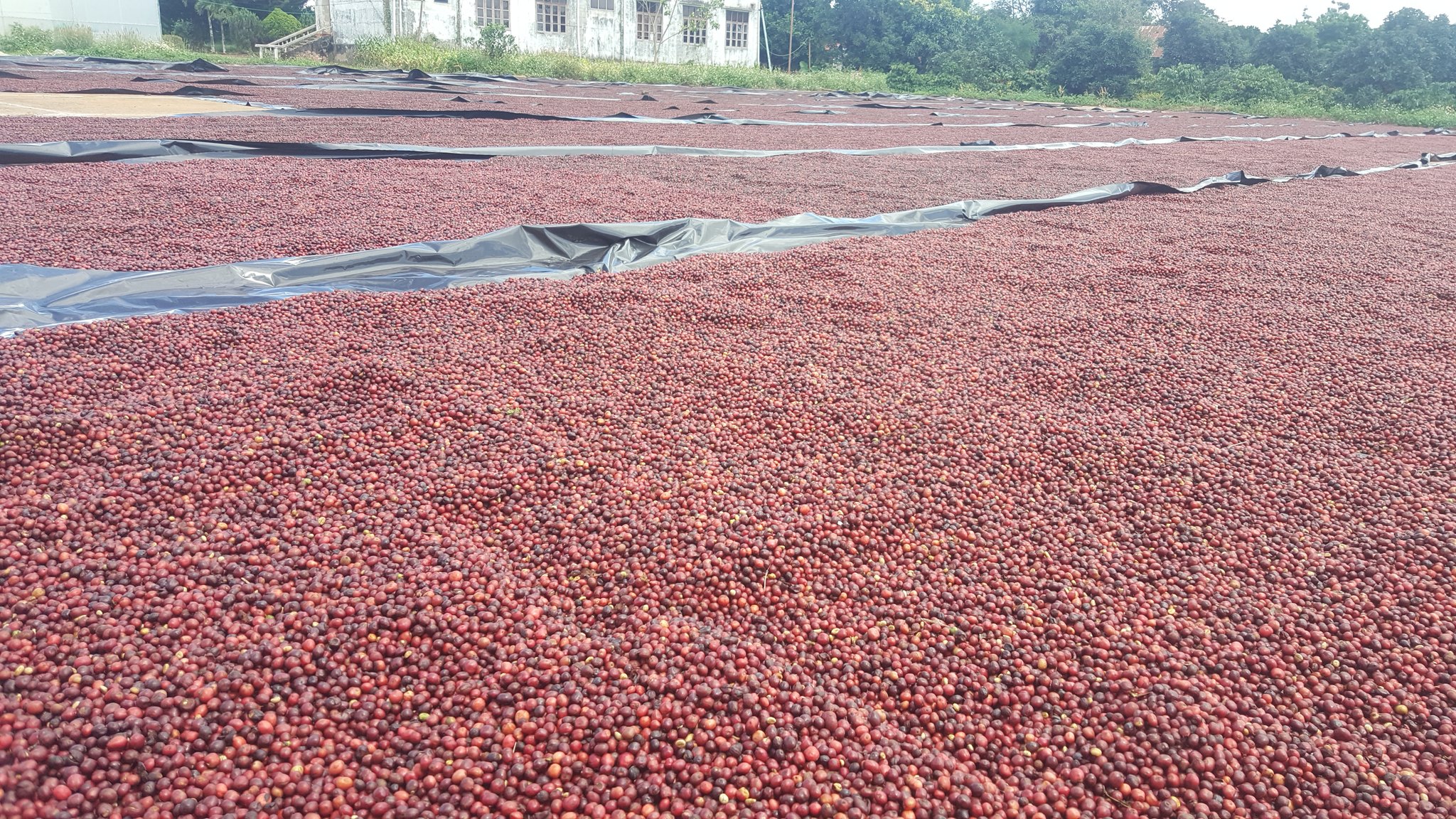 Advantages of Choosing a Coffee OEM Company in Vietnam